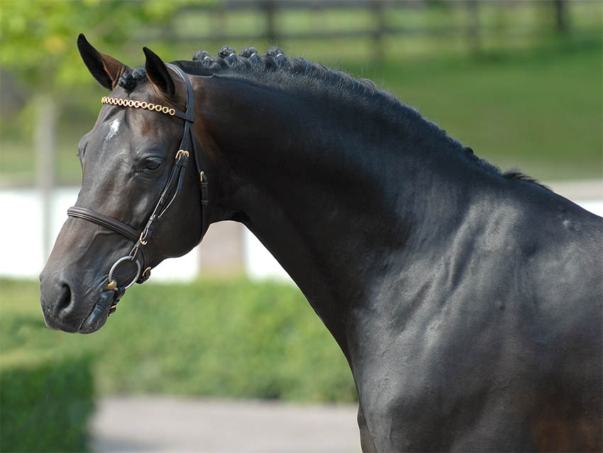 CONTENDRO I - Warmblood Stallion